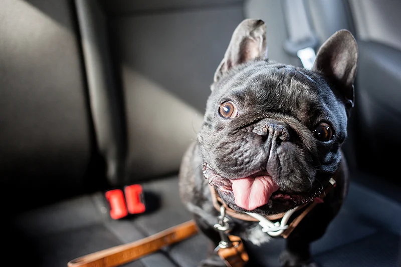 Pet hair removal from vehicle carpet by ST6 Detailers in Colorado Springs